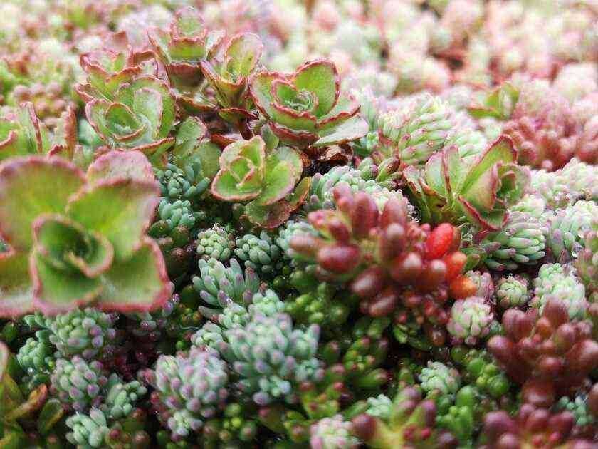 Пакет за озеленяване на гробно място със седуми GREЙNA