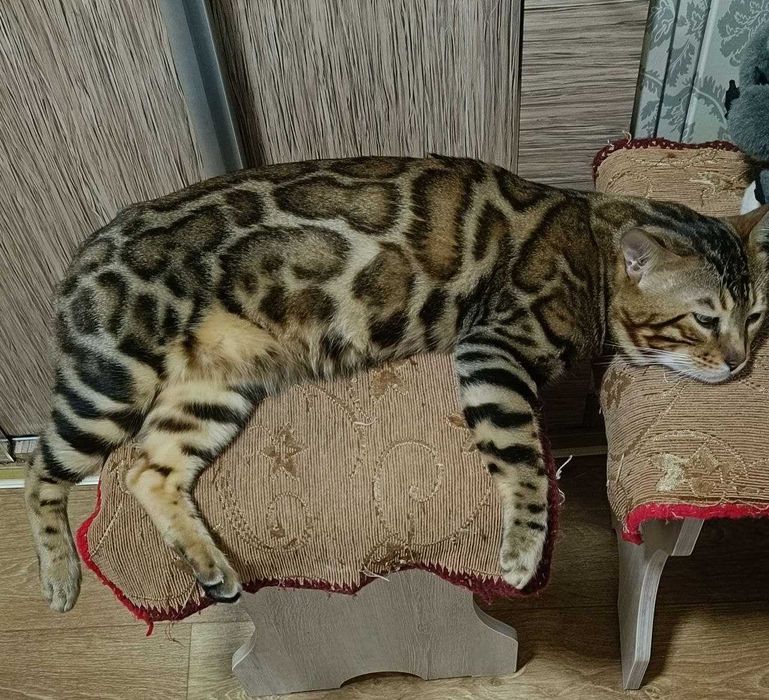 Бенгальские котята