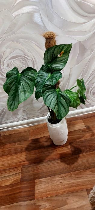 Продам цветы комнатные