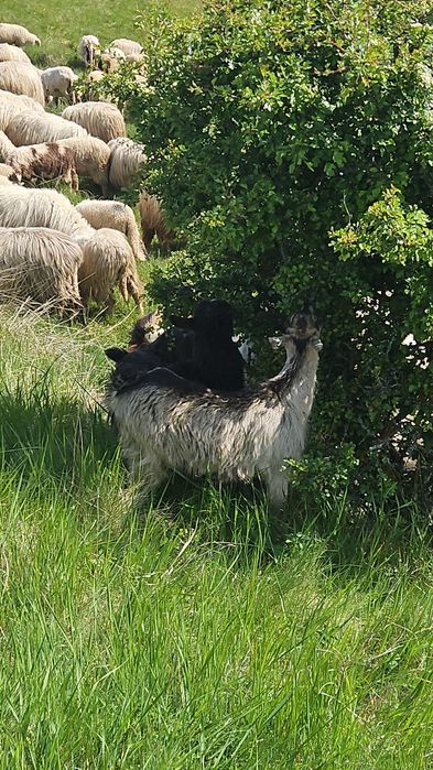 Vând ied țăpișor