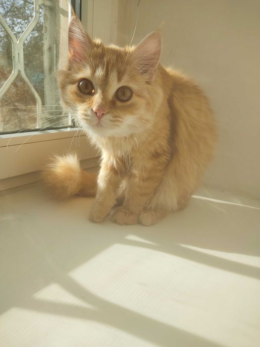 Отдам кошку в добрые руки