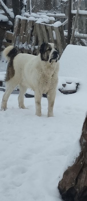 !!! Щенки АЛАБАЙ