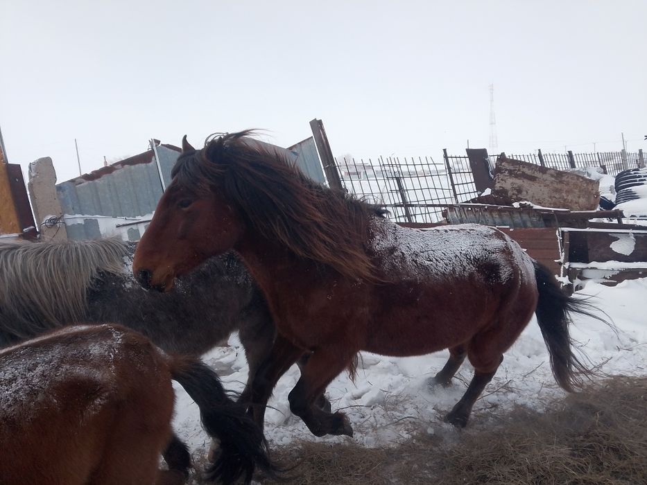 Қазақй ірі айғыр