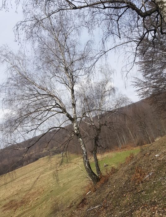 Seva de mesteacăn proaspătă