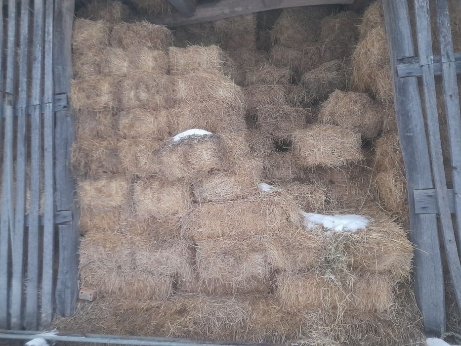 Vând baloți dreptunghiulari lucernă