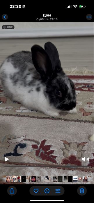 Декоративный кролик