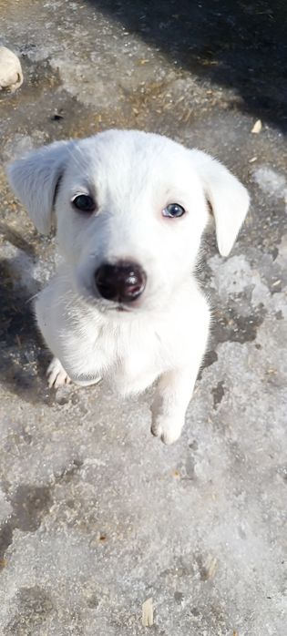 Отдам щенка в добрые руки