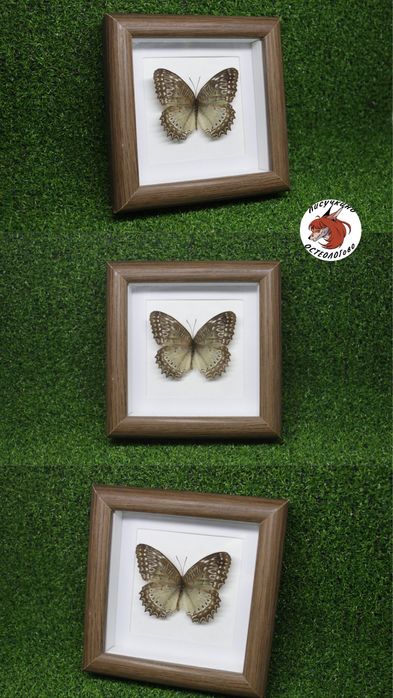Бабочки в рамке оформленные