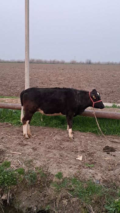 Рассийский токол гунажин 1чи коринга 5ойли бугоз