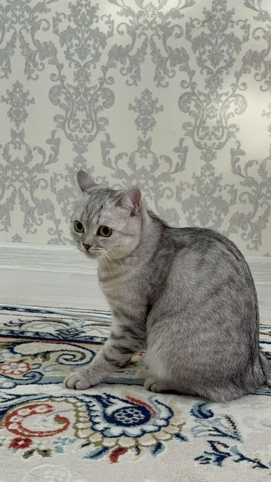 кошка город атырау
