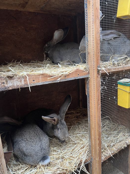 Femela de urias german gri