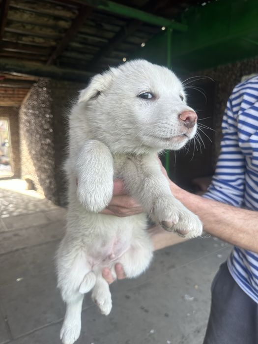 Отдам щенков в хорошие руки