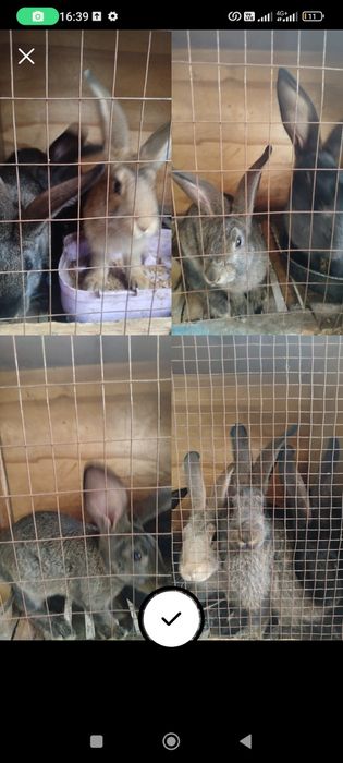 Продаются крольчата фландеры