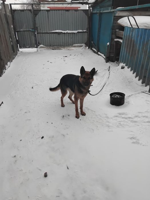 Отдаём в хорошие добрые руки.