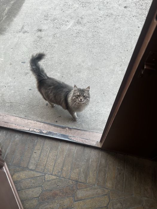 Норвежская-лесная кошка