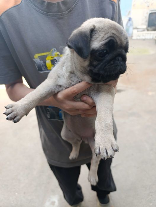 Щенята мопсики .