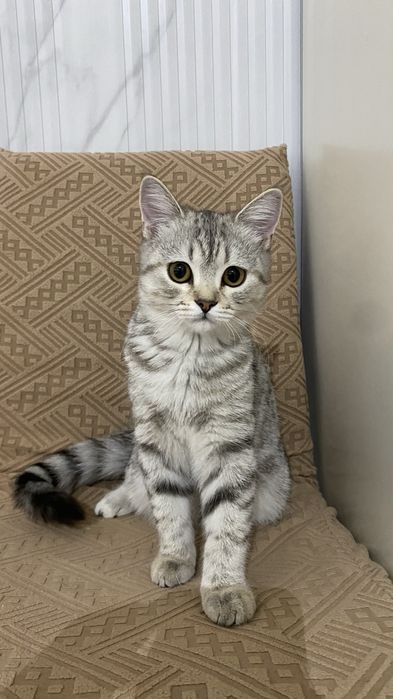 Котенок Скоттиш Страйт