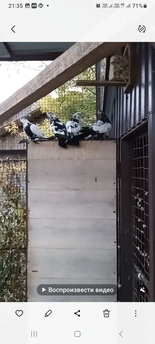 Продам домашних голубей.