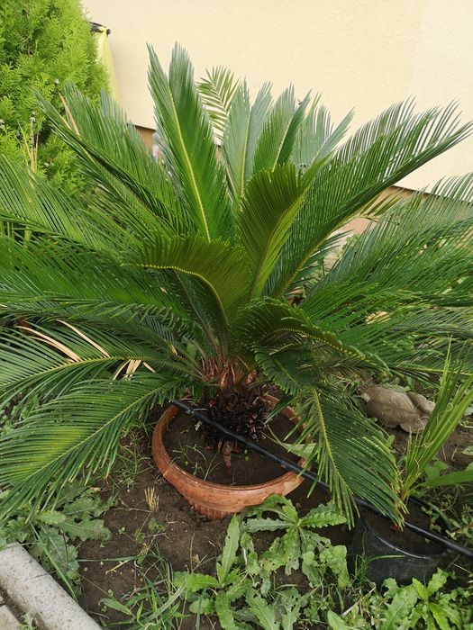 Vînd 2 buc Cycas revoluta Palmierul sago