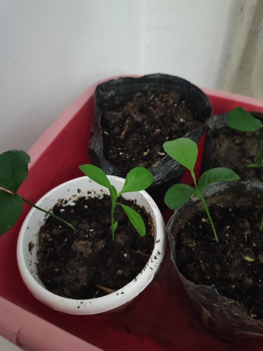 Продам отростки мандаринов