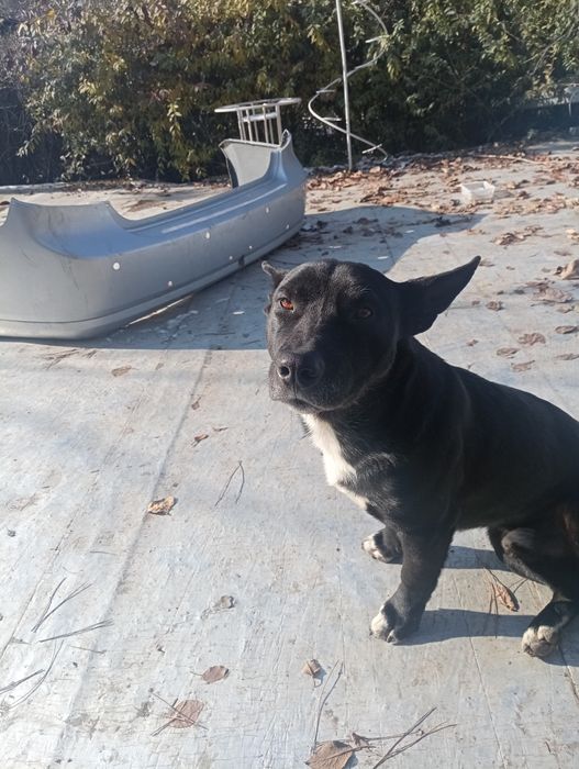 Славный пёс  ищет хозяина