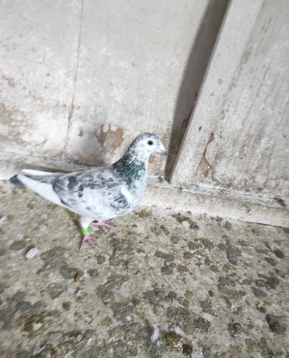 Porumbei voiajori cu expozitie