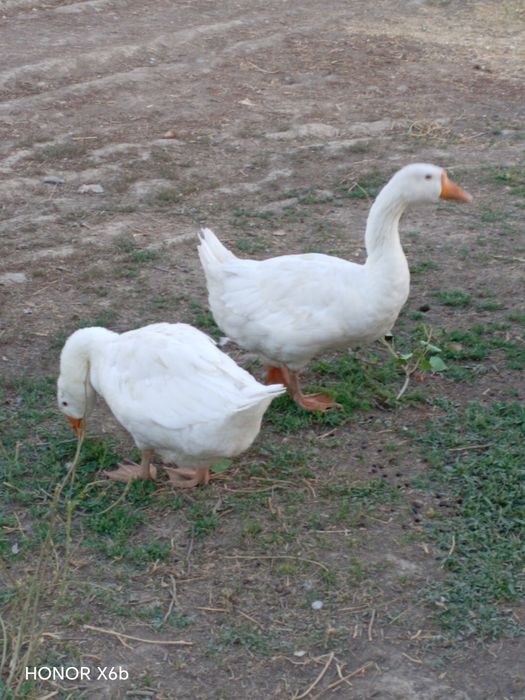 Курдючные бараны, семья и пара гусей.