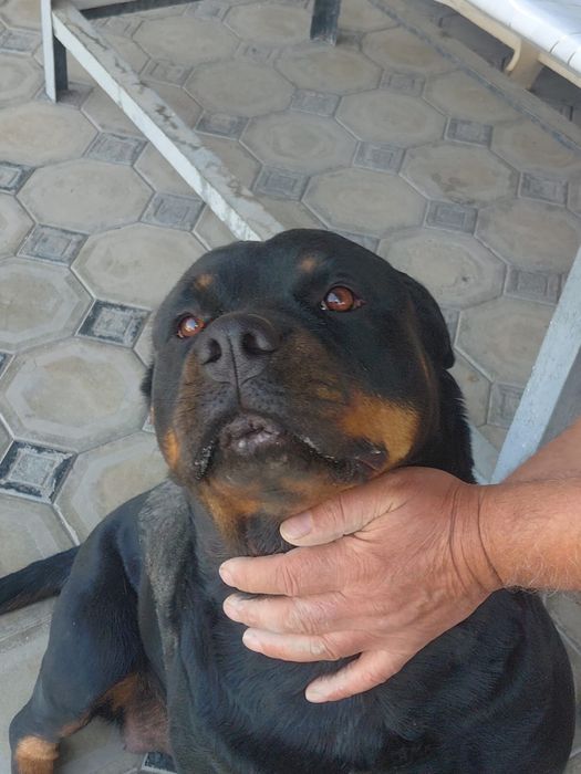 Ротвейлер сучка .
