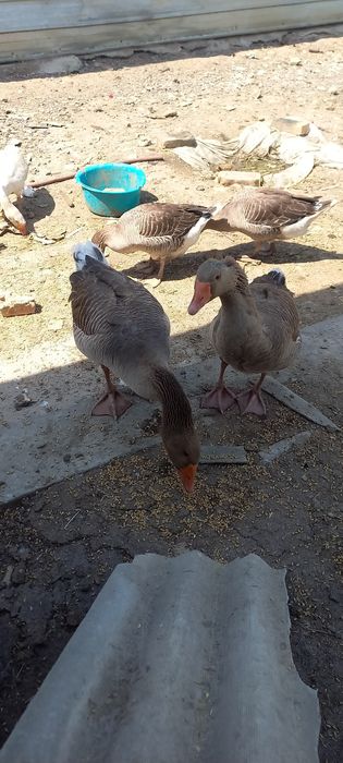 Продам гусей крупная серая и линда