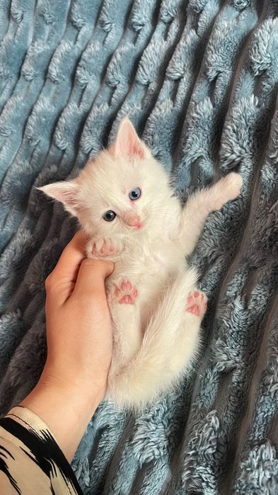 Продаются котята