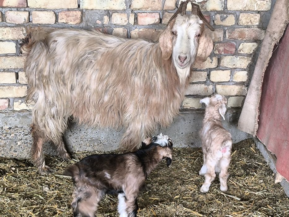 Echki sotiladi egizakchi