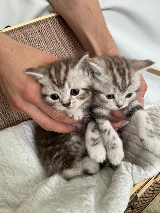 Котята ищут любящих хозяев!