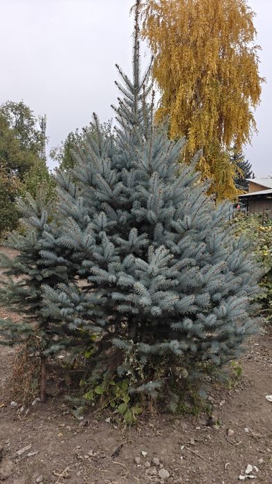 Ель голубая несколько шт