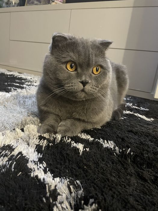 Отдам кота бесплатно!!!
