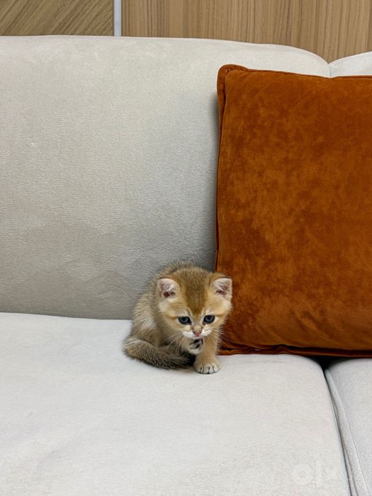 Кошка на продажу