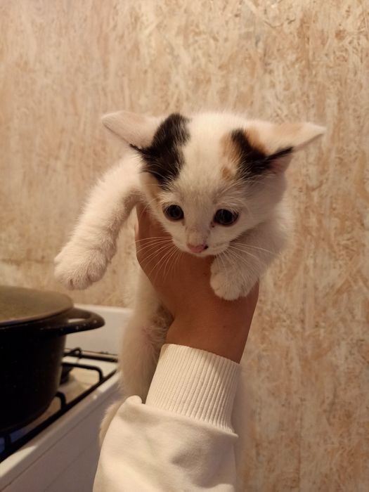 Кошка бесплатно.