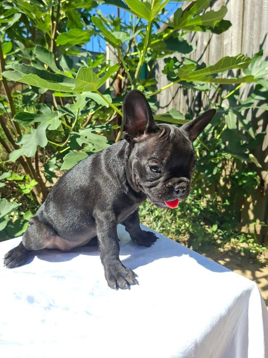 Buldog francez femela neagră
