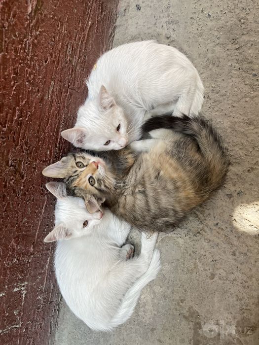 Котята 4 месяца