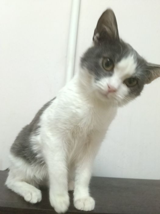 Котик подросток 5месяцев