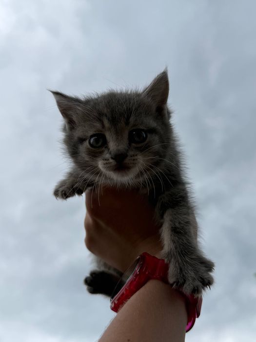 Котята бесплатно