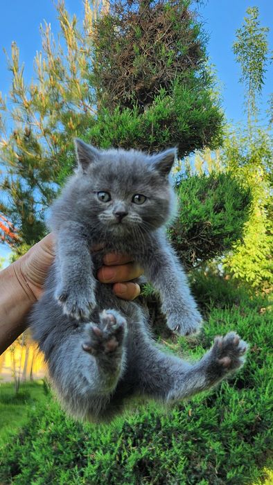 Кошка Скоттиш страйт