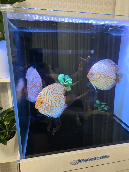 Продам взросдых дискусов