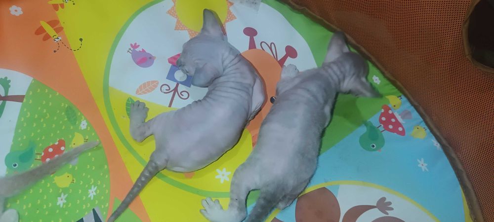 Продажа Котят Сфинкса