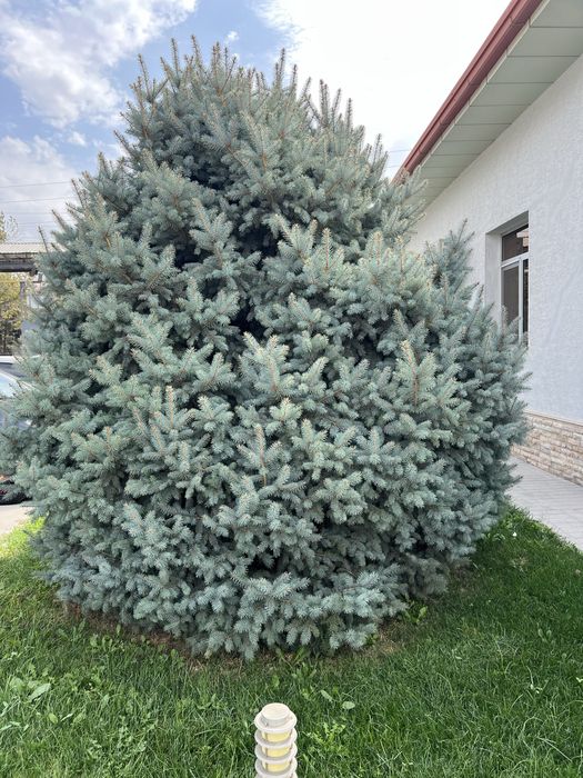 Продам  голубой ель