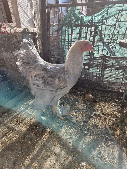 cocos brahma isabell