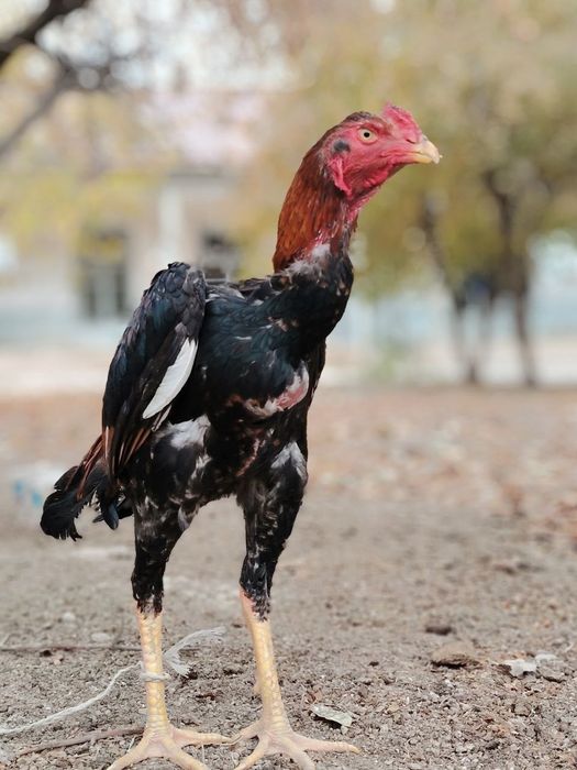 Дакан хороз сотилади