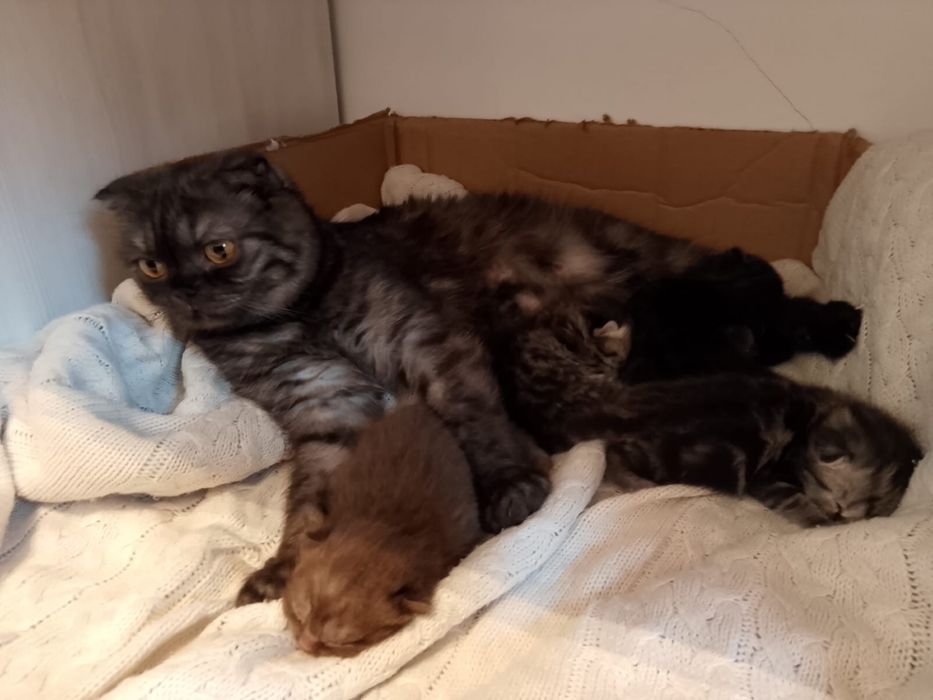 Кошки, шотландские