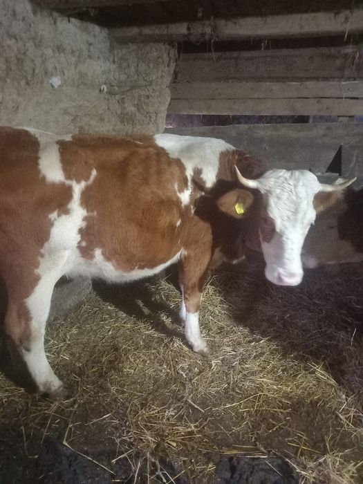 Vând vacă la primul vițel