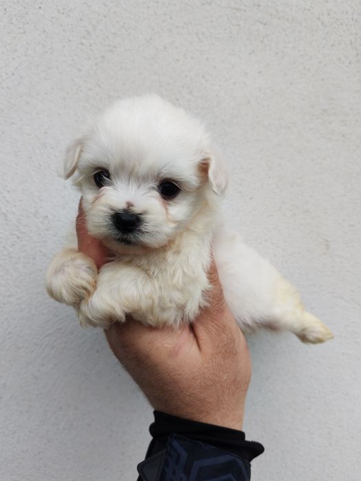 Băiețel bichon maltez mini toy