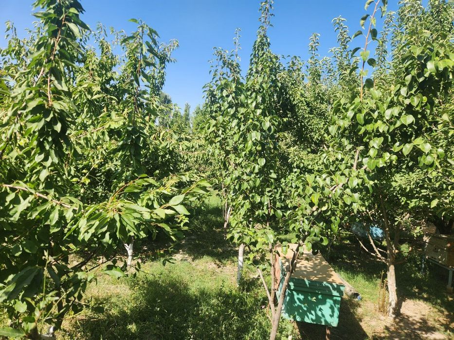 Ховли ер участкаси